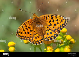Attēlu rezultāti vaicājumam “Argynnis aglaja upperside”