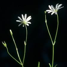 Attēlu rezultāti vaicājumam “Stellaria palustris flower”