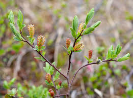 Attēlu rezultāti vaicājumam “Salix myrsinifolia male flower”