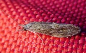 Attēlu rezultāti vaicājumam “Oecetis ochracea”