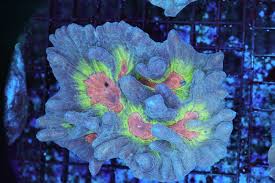 Attēlu rezultāti vaicājumam “Colostygia pectinataria male”