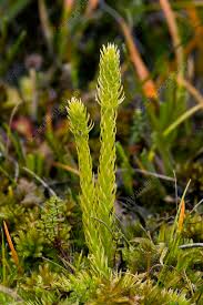 Attēlu rezultāti vaicājumam “Lycopodiella inundata”