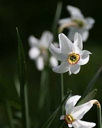 Attēlu rezultāti vaicājumam “Narcissus poeticus”