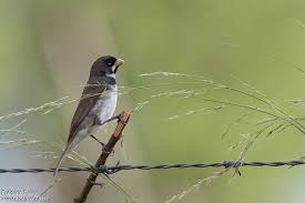 Attēlu rezultāti vaicājumam “Collaria sp.”