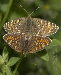 Attēlu rezultāti vaicājumam “Melitaea phoebe upperside”