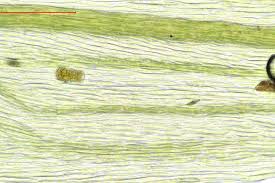 Attēlu rezultāti vaicājumam “Homalothecium sericeum”