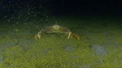 Image result for Metacarcinus magister