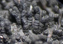 Attēlu rezultāti vaicājumam “Anthostoma decipiens”