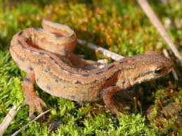 Attēlu rezultāti vaicājumam “Triturus vulgaris female”