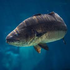 Image result for Argyrosomus japonicus