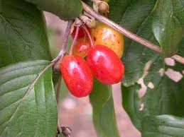Attēlu rezultāti vaicājumam “Corynephorus canescens fruit”