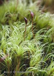 Attēlu rezultāti vaicājumam “Dicranella cerviculata”