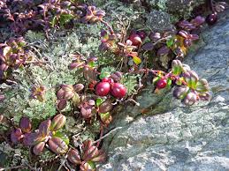 Attēlu rezultāti vaicājumam “Oxycoccus leaf”