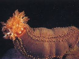 Image result for Cucumaria frondosa