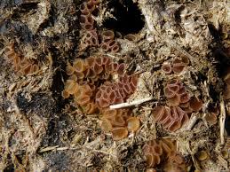 Attēlu rezultāti vaicājumam “Ascobolus furfuraceus”