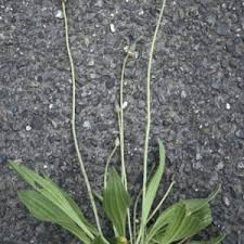 Attēlu rezultāti vaicājumam “Plantago uniflora leaf”