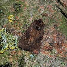 Attēlu rezultāti vaicājumam “Rusina ferruginea male”