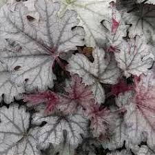 Image result for Heuchera Metallica
