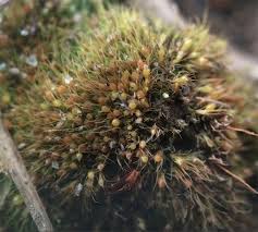 Attēlu rezultāti vaicājumam “Pleuridium subulatum”