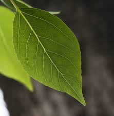 Attēlu rezultāti vaicājumam “Populus simonii”