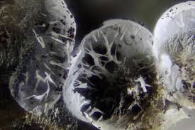 Attēlu rezultāti vaicājumam “Badhamia juliae”