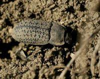 Attēlu rezultāti vaicājumam “Opatrum sabulosum”