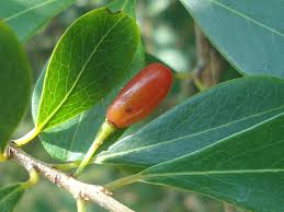 Attēlu rezultāti vaicājumam “Herminium monorchis fruit”