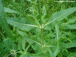 Attēlu rezultāti vaicājumam “Dipsacus fullonum”