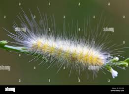 Attēlu rezultāti vaicājumam “Spilosoma sp.”