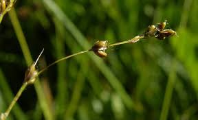 Attēlu rezultāti vaicājumam “Carex disperma”