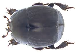 Attēlu rezultāti vaicājumam “Histeridae”