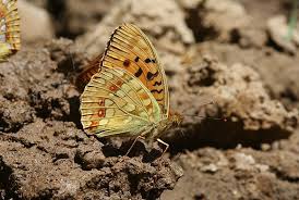 Attēlu rezultāti vaicājumam “Argynnis niobe underside”