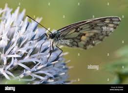 Image result for Blaudistel