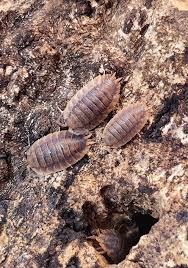 Attēlu rezultāti vaicājumam “Porcellio scaber”