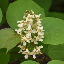 Attēlu rezultāti vaicājumam “Catalpa ovata flower”