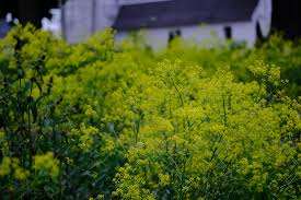 Image result for Isatis tinctoria
