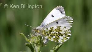 Attēlu rezultāti vaicājumam “Anthocharis cardamines underside”