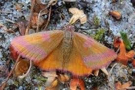 Attēlu rezultāti vaicājumam “Lythria cruentaria”