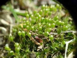 Attēlu rezultāti vaicājumam “Physcomitrium pyriforme sporophyte”