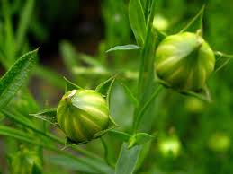 Attēlu rezultāti vaicājumam “Linum usitatissimum bud”