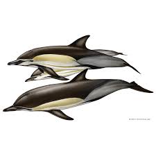 Image result for Delphinus delphis