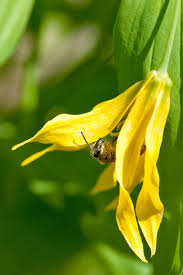 Attēlu rezultāti vaicājumam “Uvularia grandiflora flower”