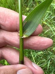 Attēlu rezultāti vaicājumam “Festuca gigantea”