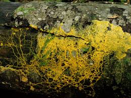 Attēlu rezultāti vaicājumam “Badhamia utricularis plasmodium”