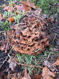 Image result for Podoscypha multizonata