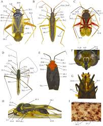 Attēlu rezultāti vaicājumam “Alloeotomus sp.”
