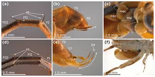 Attēlu rezultāti vaicājumam “Rhopalus maculatus imago”