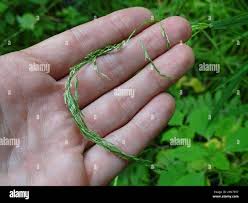 Attēlu rezultāti vaicājumam “Cinna latifolia leaf”