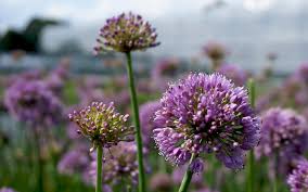 Image result for Schnittknoblauch