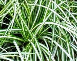 Attēlu rezultāti vaicājumam “Carex ornithopoda fruit”